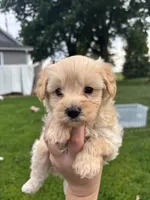 Bruno, a male Yorkipoo for sale in Taylor Ridge, IL – 1 of 6