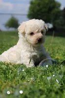 Onyx, a male Yorkipoo for sale in Taylor Ridge, IL – 6 of 6