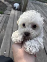 Onyx, a male Yorkipoo for sale in Taylor Ridge, IL – 3 of 6