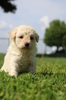 Rusty , a male Yorkipoo for sale in Taylor Ridge, IL – 3 of 5