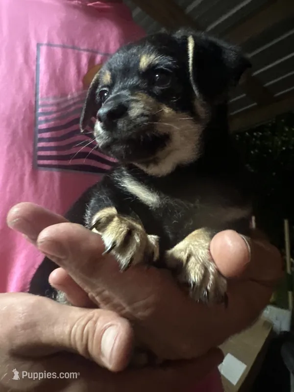 Moo – Chihuahua puppy for sale in Vinemont, AL