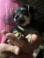 Moo, a male Chihuahua for sale in Vinemont, AL – 1 of 2