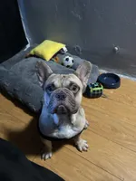 Safari , a male French Bulldog for sale in Los Angeles, CA – 2 of 4