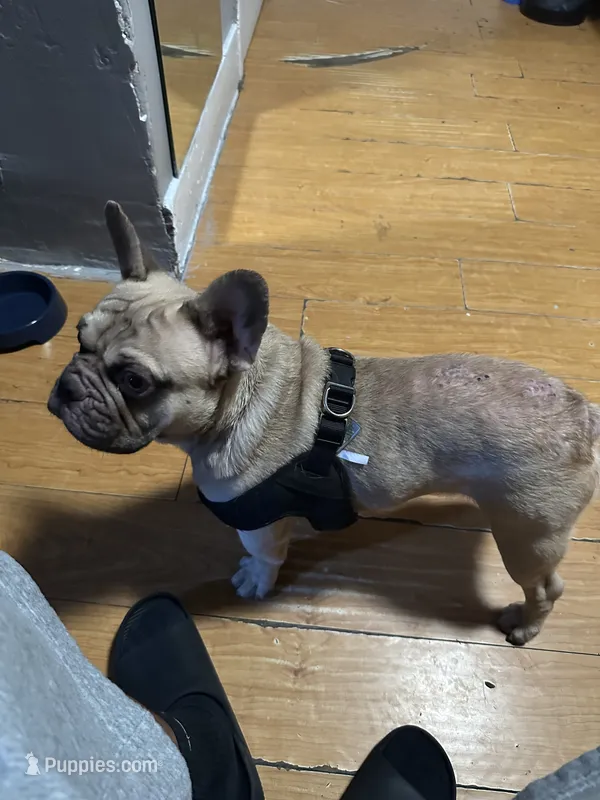 Safari  – French Bulldog puppy for sale in Los Angeles, CA