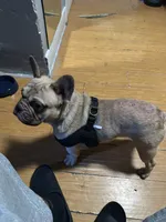 Safari , a male French Bulldog for sale in Los Angeles, CA – 1 of 4