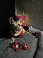Safari , a male French Bulldog for sale in Los Angeles, CA – 4 of 4