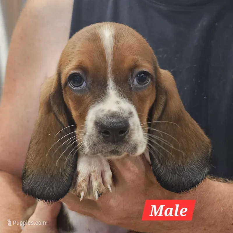 Ralph – Basset Hound puppy for sale in Beresford, SD