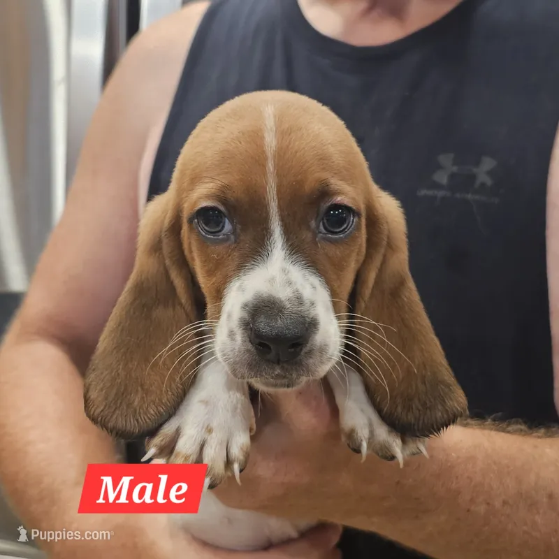 Fred – Basset Hound puppy for sale in Beresford, SD