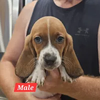 Fred, a male Basset Hound for sale in Beresford, SD – 1 of 1
