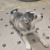 Koda, a male American Eskimo and Alaskan Klee Kai for sale in Beresford, SD – 3 of 3
