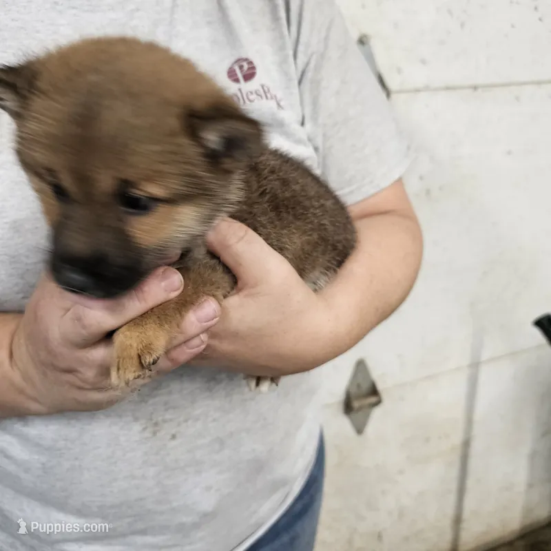 Yoshi – Shiba Inu puppy for sale in Beresford, SD