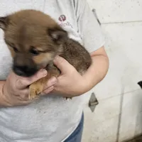 Yoshi, a male Shiba Inu for sale in Beresford, SD – 1 of 1