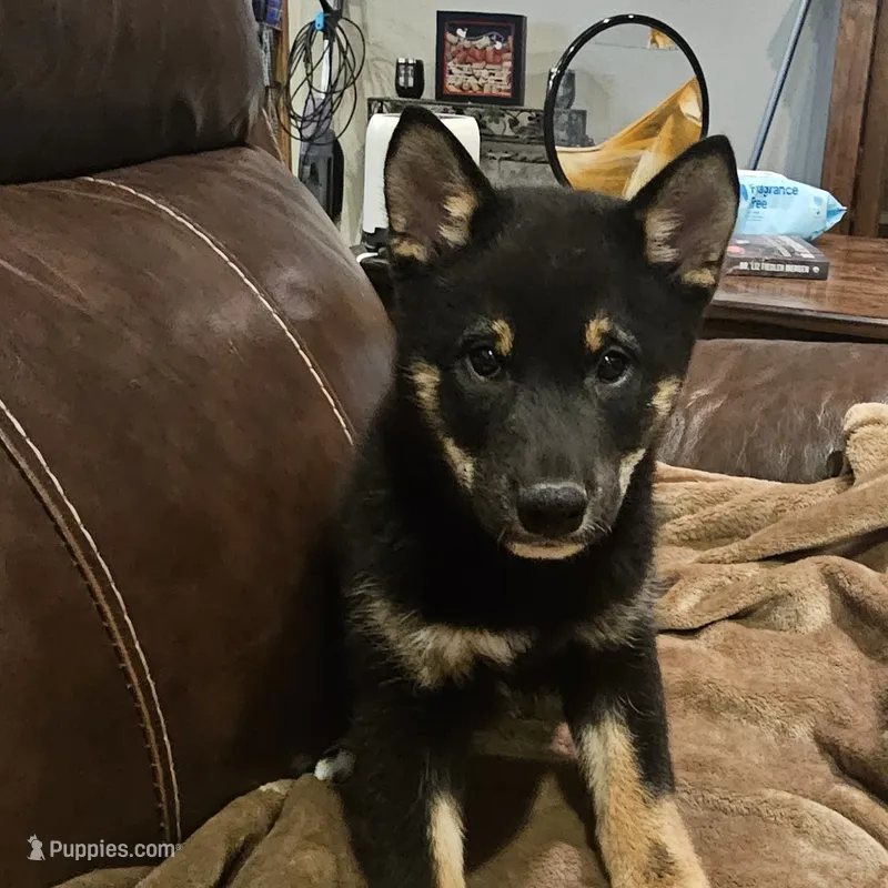 Toshi – Shiba Inu puppy for sale in Beresford, SD