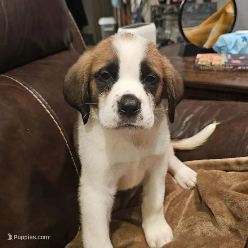 Heidi – Saint Bernard puppy for sale in Beresford, SD