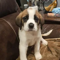 Heidi, a female Saint Bernard for sale in Beresford, SD – 1 of 1