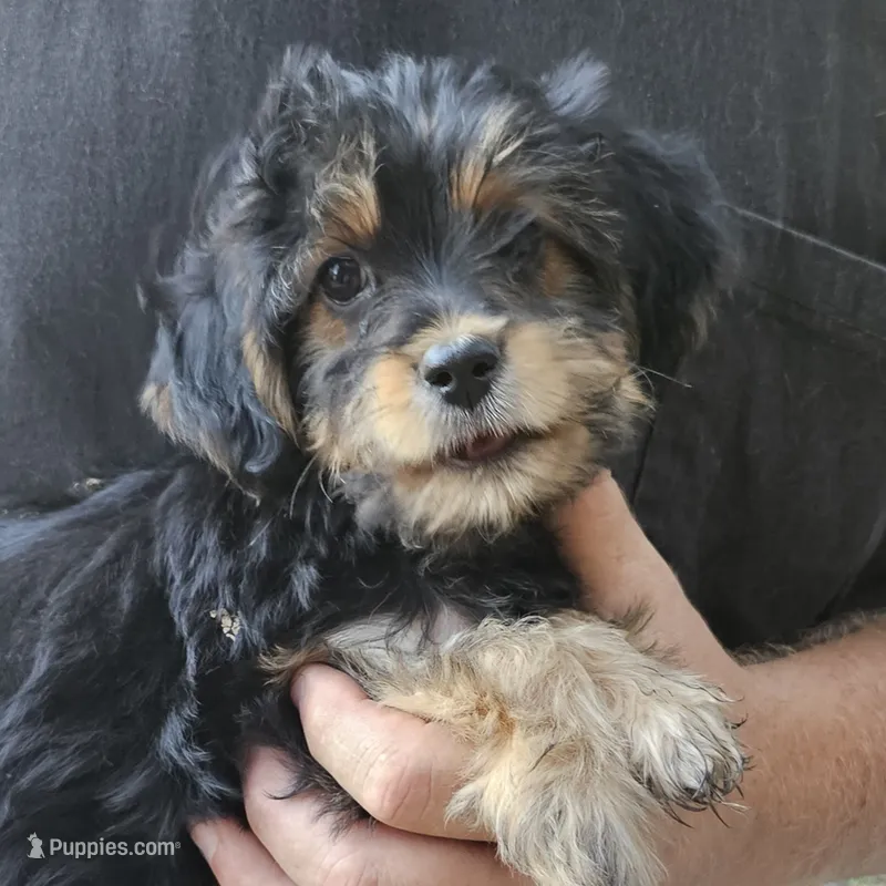 Lola – Yorkipoo puppy for sale in Beresford, SD