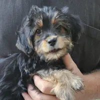 Lola, a female Yorkipoo for sale in Beresford, SD – 1 of 1