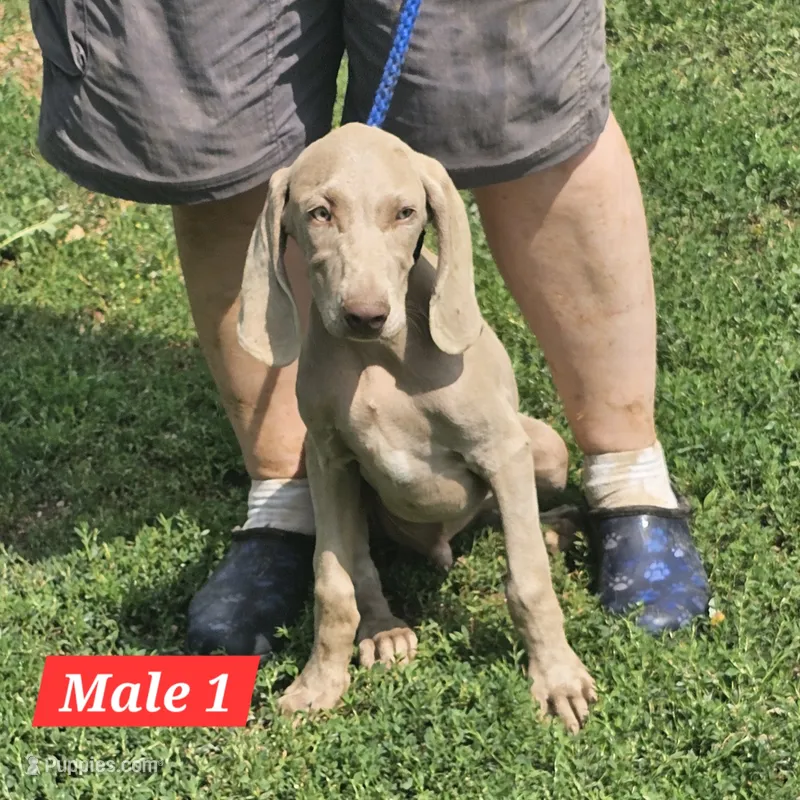 Ruger – Weimaraner puppy for sale in Beresford, SD