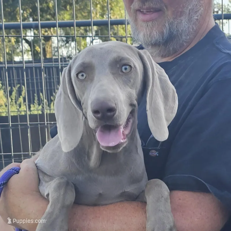 Sage – Weimaraner puppy for sale in Beresford, SD
