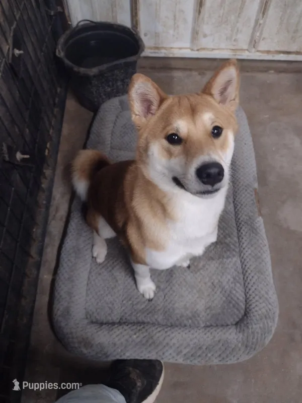 Ryder – Shiba Inu puppy for sale in Beresford, SD