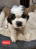 Odin, a male Saint Bernard for sale in Beresford, SD – 1 of 1