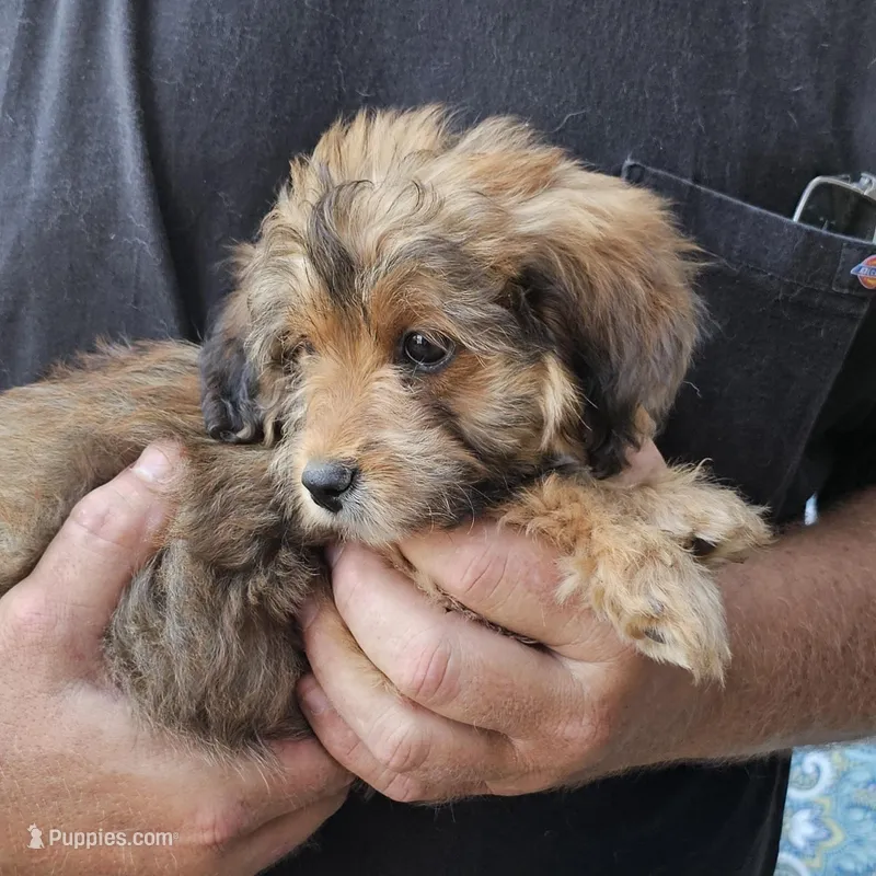 Hudson – Yorkipoo puppy for sale in Beresford, SD