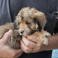 Hudson, a male Yorkipoo for sale in Beresford, SD – 1 of 1