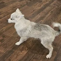 Balto, a  American Eskimo and Alaskan Klee Kai for sale in Beresford, SD – Photo 2 of 2