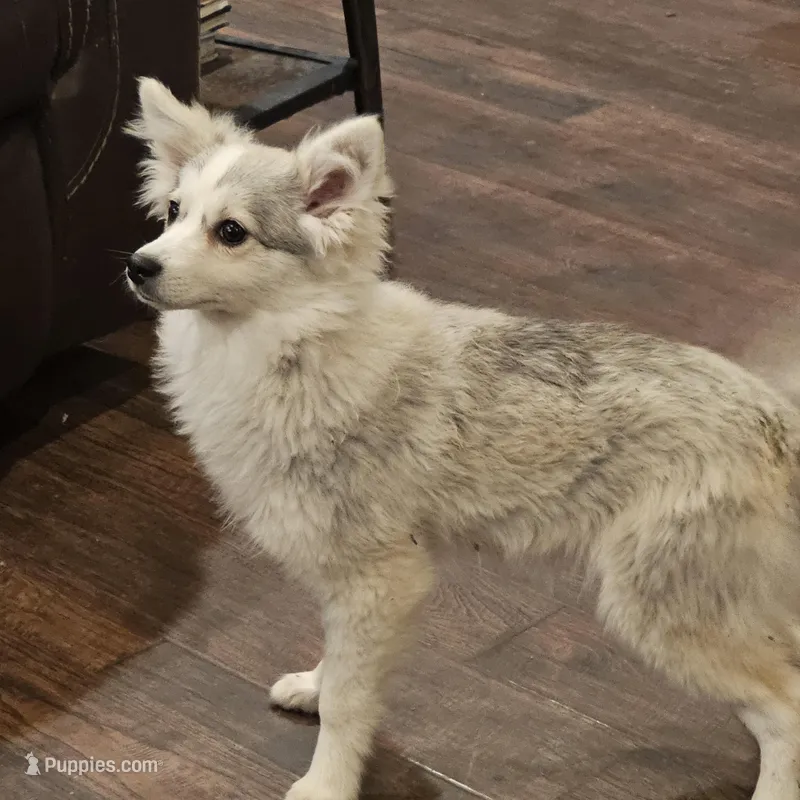 Balto – American Eskimo, Alaskan Klee Kai puppy for sale in Beresford, SD