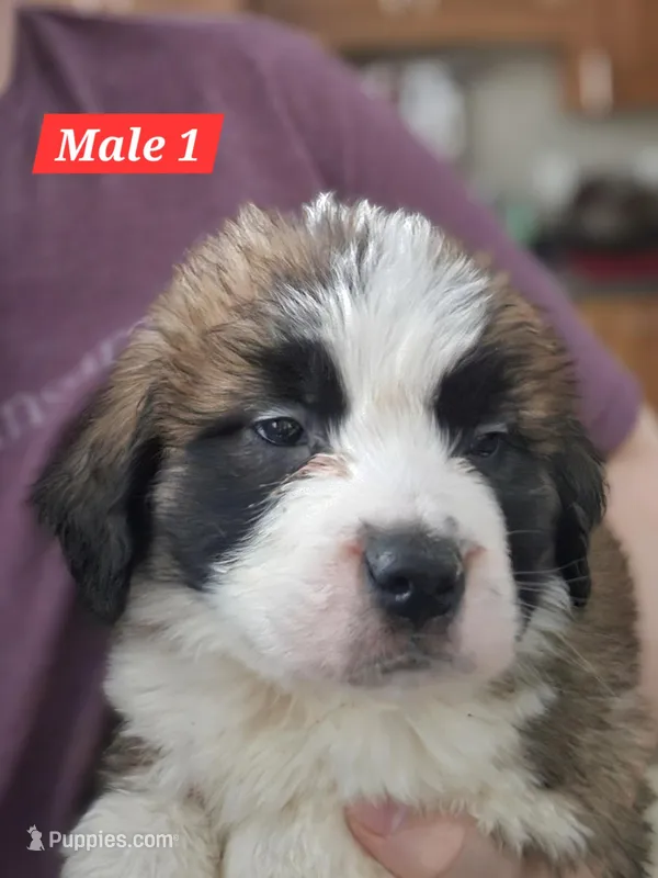 Titan – Saint Bernard puppy for sale in Beresford, SD