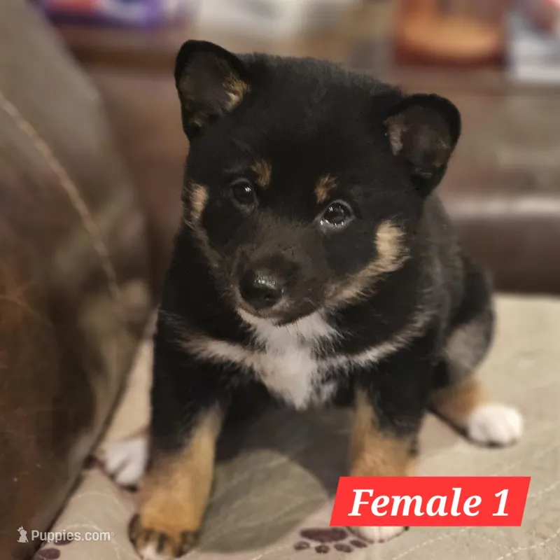 Yumi – Shiba Inu puppy for sale in Beresford, SD