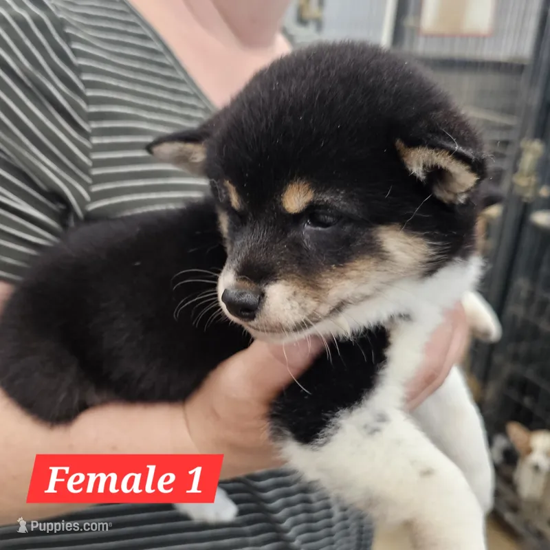 Hana – Shiba Inu puppy for sale in Beresford, SD