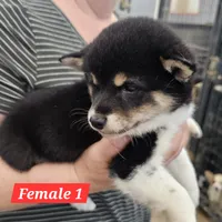 Hana, a female Shiba Inu for sale in Beresford, SD – 1 of 1