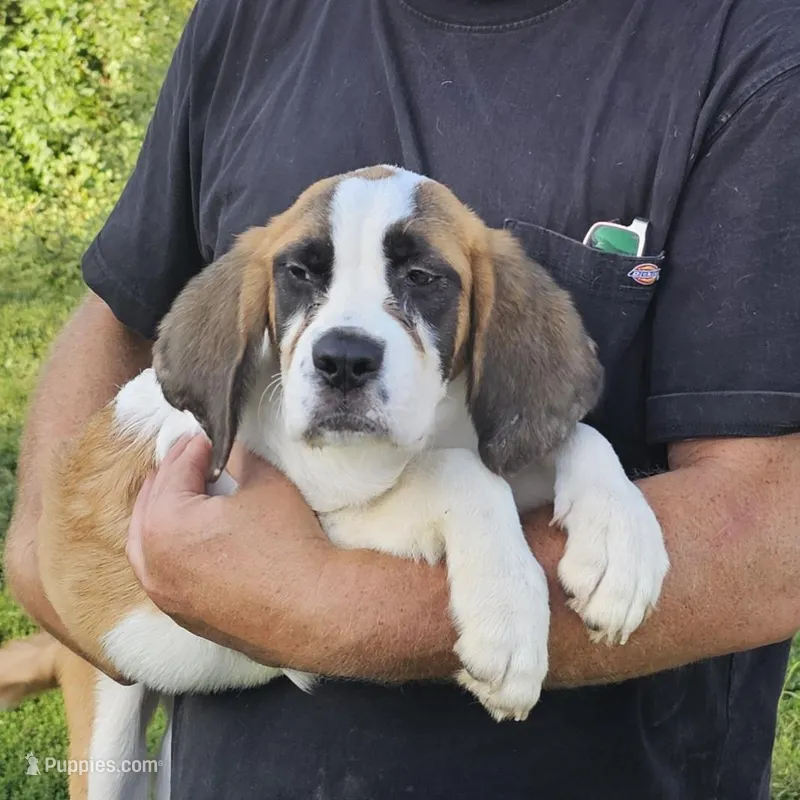 Bethany – Saint Bernard puppy for sale in Beresford, SD