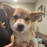 Sakura, a female Shiba Inu for sale in Beresford, SD – Photo 3 of 3