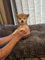 Sakura, a female Shiba Inu for sale in Beresford, SD – Photo 1 of 3