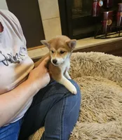Sakura, a female Shiba Inu for sale in Beresford, SD – Photo 2 of 3