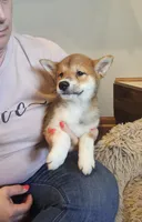 Haru, a female Shiba Inu for sale in Beresford, SD – Photo 2 of 3