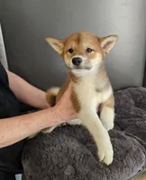 Haru, a female Shiba Inu for sale in Beresford, SD – Photo 1 of 3