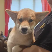 Haru, a female Shiba Inu for sale in Beresford, SD – Photo 3 of 3