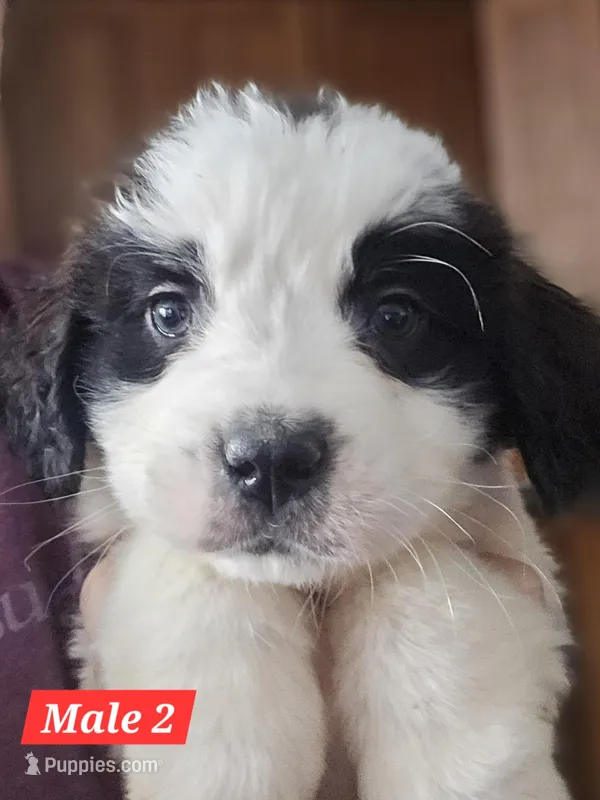 Max – Saint Bernard puppy for sale in Beresford, SD