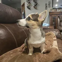 Myles, a male Pembroke Welsh Corgi for sale in Beresford, SD – 4 of 4