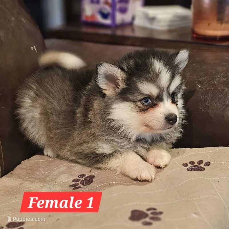 Nova – American Eskimo, Alaskan Klee Kai puppy for sale in Beresford, SD