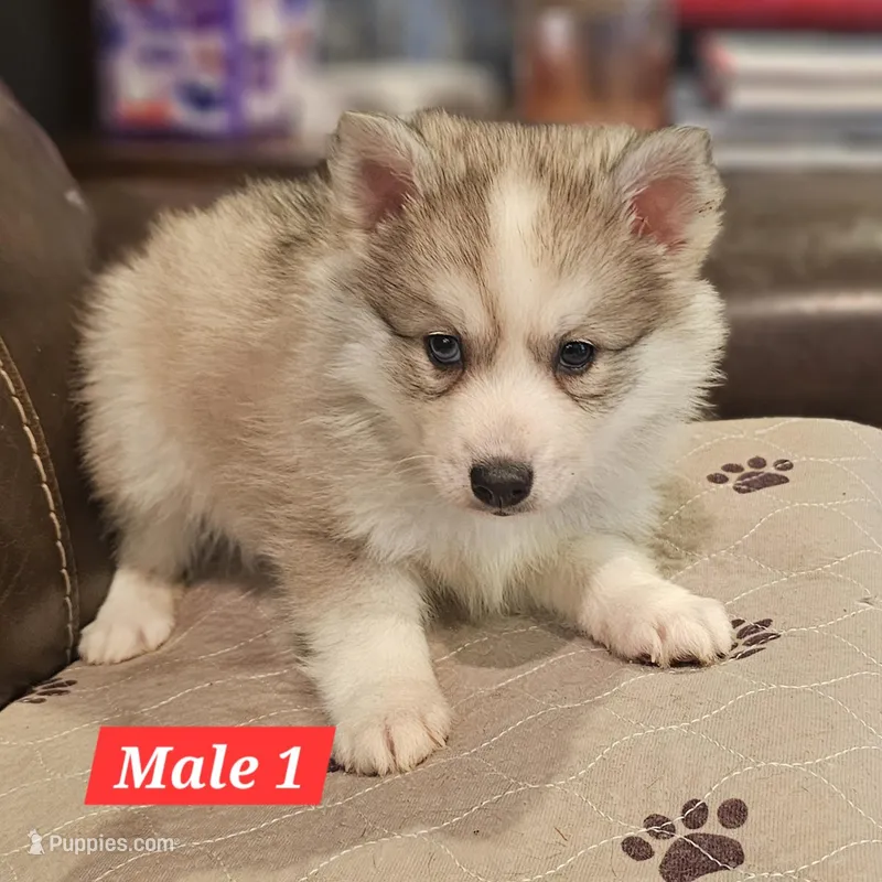 Scout – American Eskimo, Alaskan Klee Kai puppy for sale in Beresford, SD