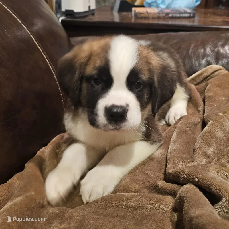 King – Saint Bernard puppy for sale in Beresford, SD