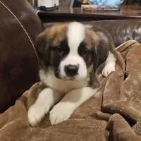 King, a male Saint Bernard for sale in Beresford, SD – 1 of 1