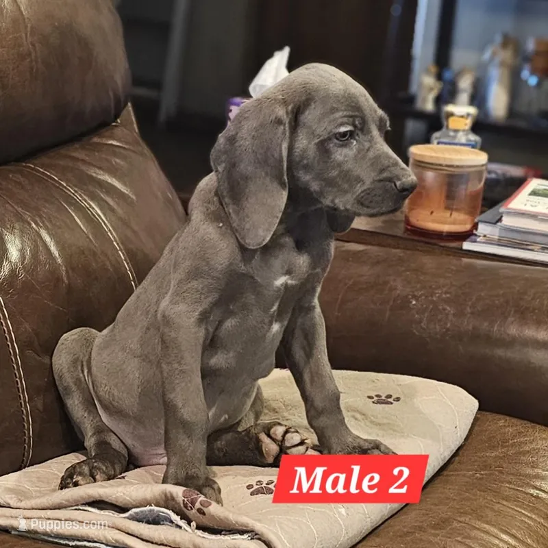 Hunter – Weimaraner puppy for sale in Beresford, SD