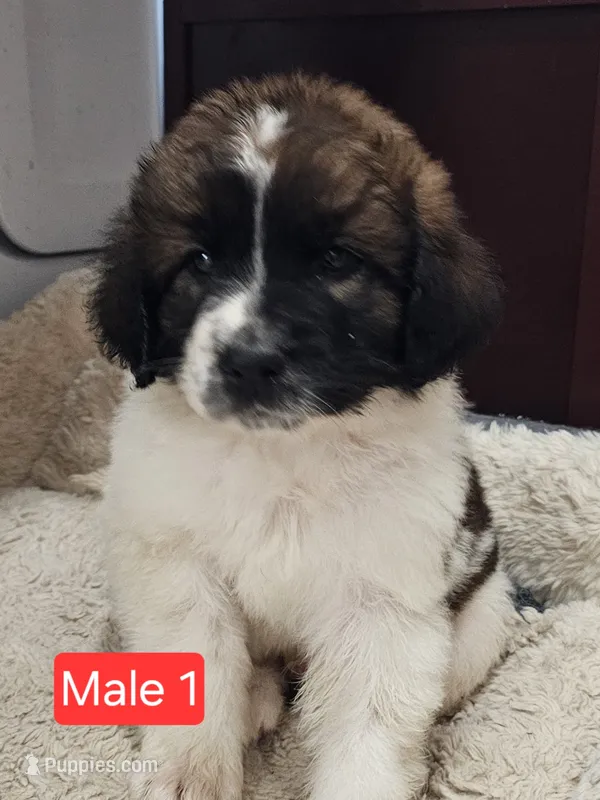 Hank – Newfoundland, Saint Bernard puppy for sale in Beresford, SD