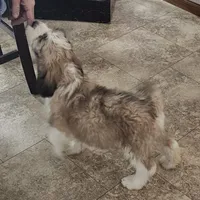 Dakota, a female Saint Berdoodle for sale in Beresford, SD – Photo 2 of 4