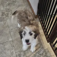 Dakota, a female Saint Berdoodle for sale in Beresford, SD – Photo 3 of 4